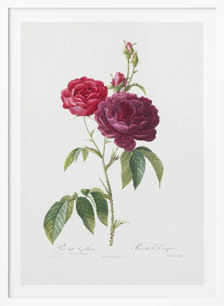 Purple French Rose, Les Roses (1817–1824) - Poster / Art Print