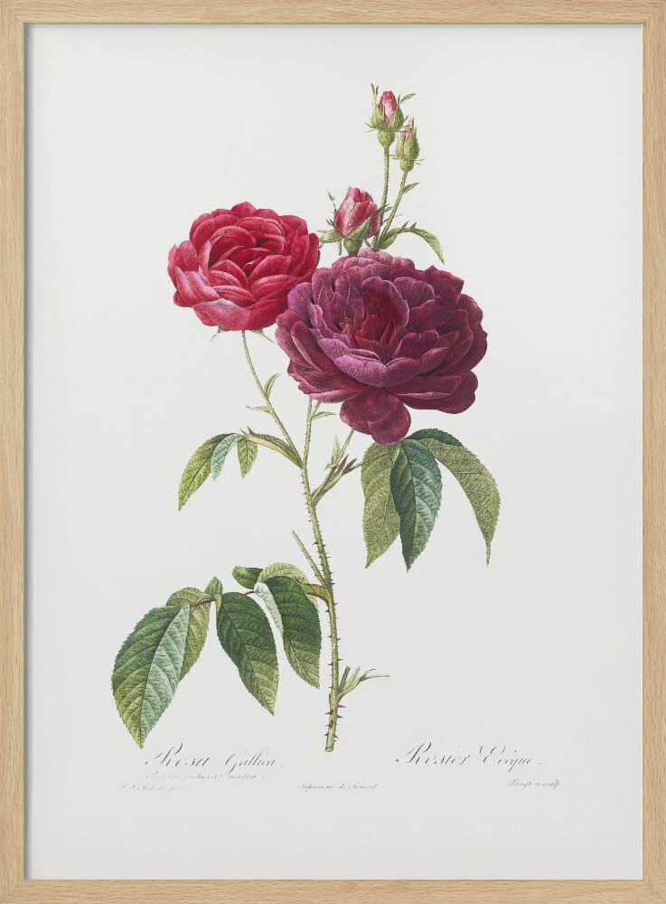 Purple French Rose, Les Roses (1817–1824) - Poster / Art Print