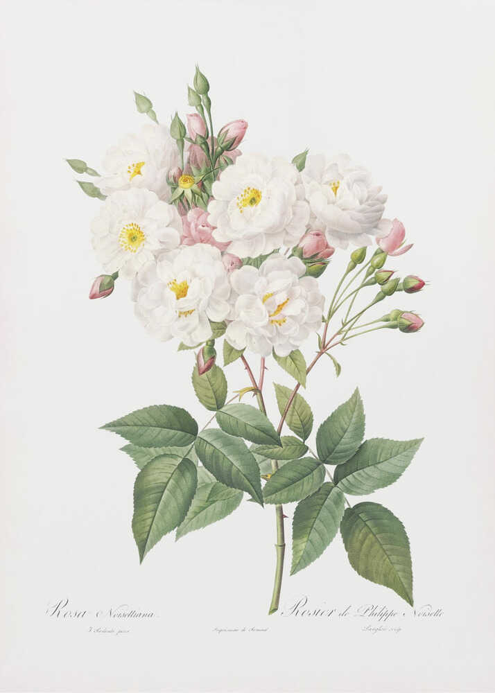 Rosa × Noisettiana, Les Roses (1817–1824) - Poster / Art Print