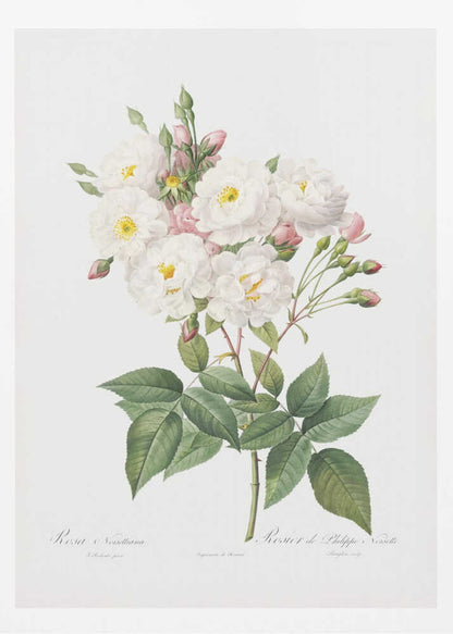 Rosa × Noisettiana, Les Roses (1817–1824) - Poster / Art Print