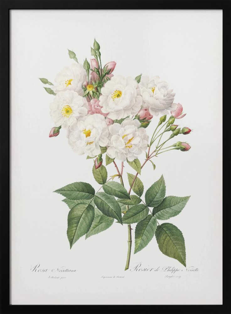 Rosa × Noisettiana, Les Roses (1817–1824) - Poster / Art Print