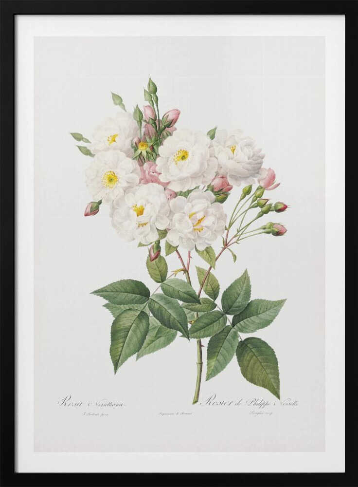 Rosa × Noisettiana, Les Roses (1817–1824) - Poster / Art Print