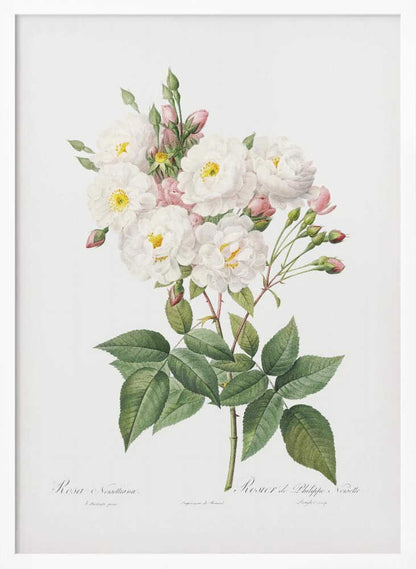 Rosa × Noisettiana, Les Roses (1817–1824) - Poster / Art Print