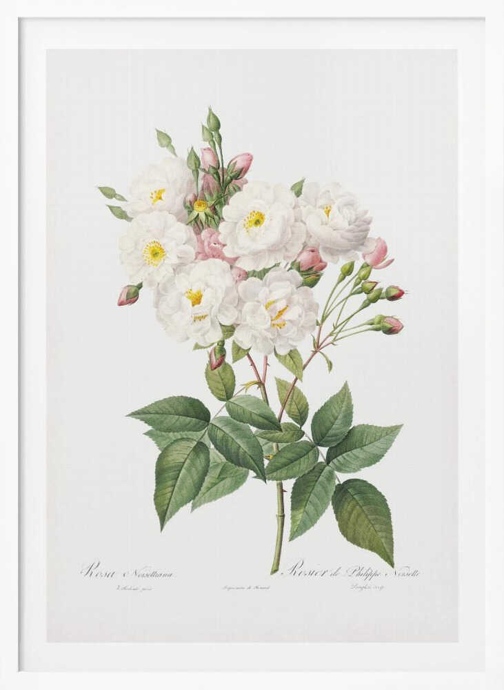 Rosa × Noisettiana, Les Roses (1817–1824) - Poster / Art Print