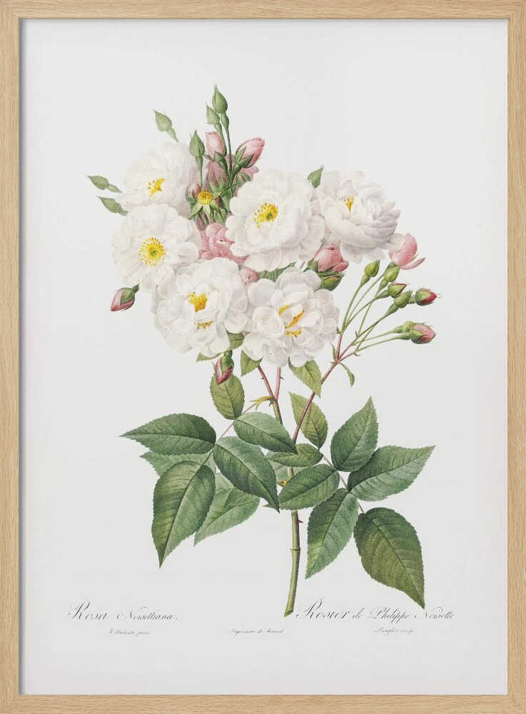 Rosa × Noisettiana, Les Roses (1817–1824) - Poster / Art Print