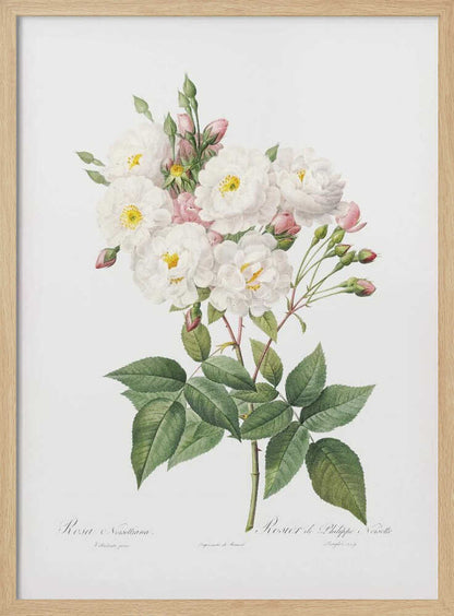 Rosa × Noisettiana, Les Roses (1817–1824) - Poster / Art Print