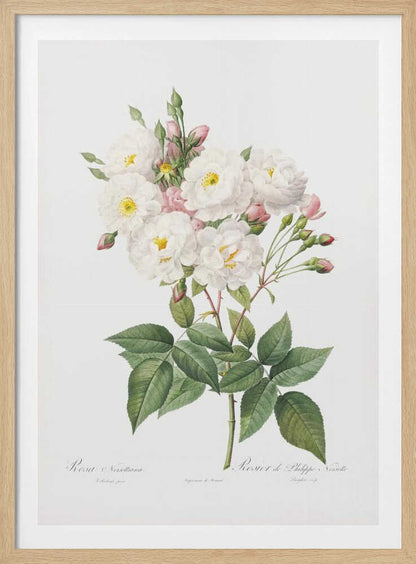 Rosa × Noisettiana, Les Roses (1817–1824) - Poster / Art Print