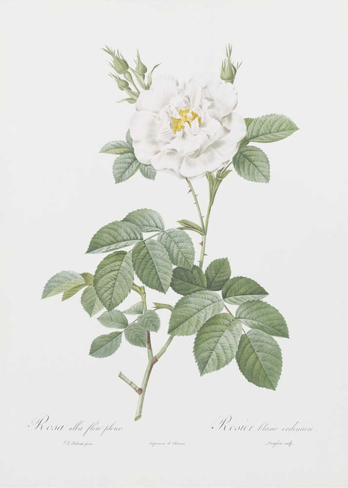 Rosa Alba Flore Pleno, Les Roses (1817–1824) - Poster / Art Print