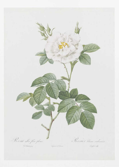 Rosa Alba Flore Pleno, Les Roses (1817–1824) - Poster / Art Print