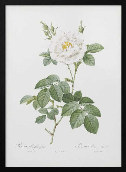 Rosa Alba Flore Pleno, Les Roses (1817–1824) - Poster / Art Print