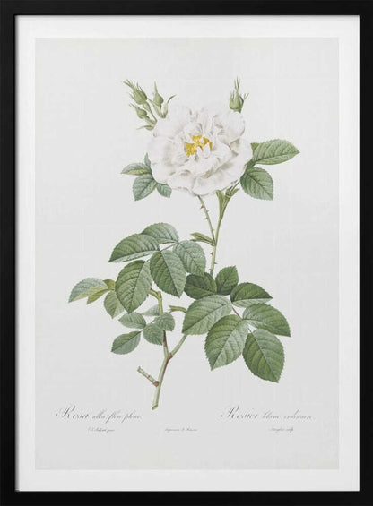 Rosa Alba Flore Pleno, Les Roses (1817–1824) - Poster / Art Print