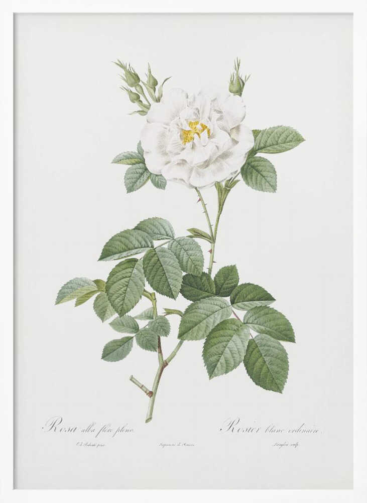 Rosa Alba Flore Pleno, Les Roses (1817–1824) - Poster / Art Print