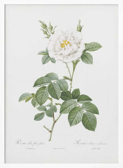 Rosa Alba Flore Pleno, Les Roses (1817–1824) - Poster / Art Print