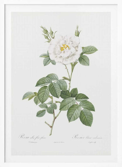 Rosa Alba Flore Pleno, Les Roses (1817–1824) - Poster / Art Print