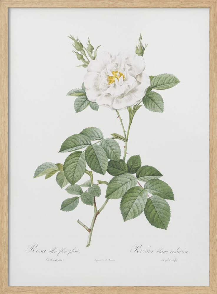 Rosa Alba Flore Pleno, Les Roses (1817–1824) - Poster / Art Print