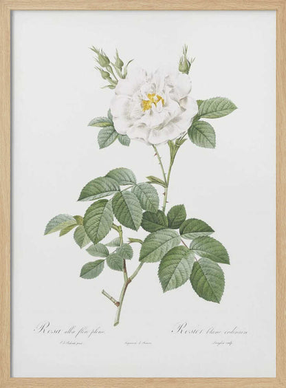 Rosa Alba Flore Pleno, Les Roses (1817–1824) - Poster / Art Print