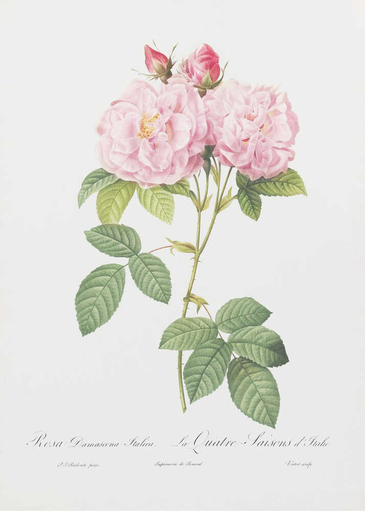 Rosa Bifera Officinalis, Les Roses (1817–1824) - Poster / Art Print