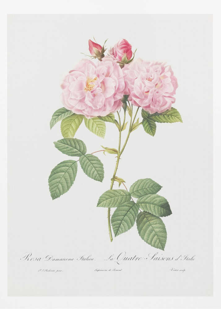 Rosa Bifera Officinalis, Les Roses (1817–1824) - Poster / Art Print