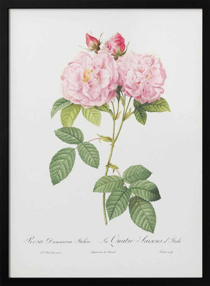 Rosa Bifera Officinalis, Les Roses (1817–1824) - Poster / Art Print