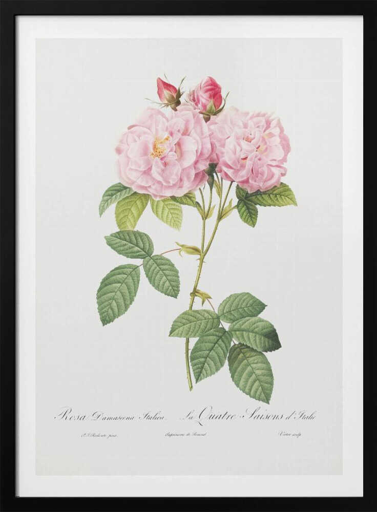 Rosa Bifera Officinalis, Les Roses (1817–1824) - Poster / Art Print