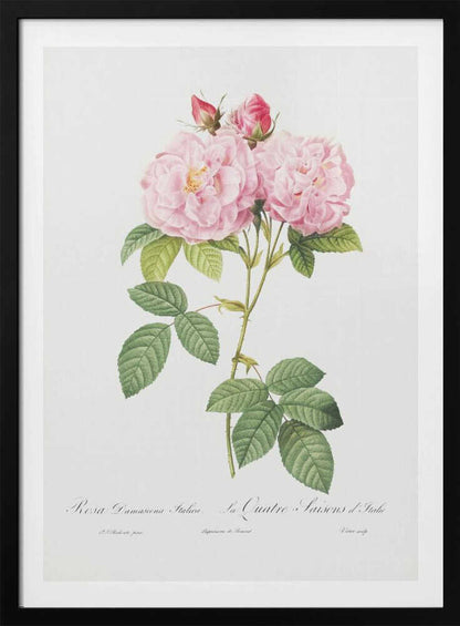 Rosa Bifera Officinalis, Les Roses (1817–1824) - Poster / Art Print