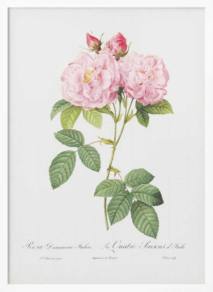 Rosa Bifera Officinalis, Les Roses (1817–1824) - Poster / Art Print