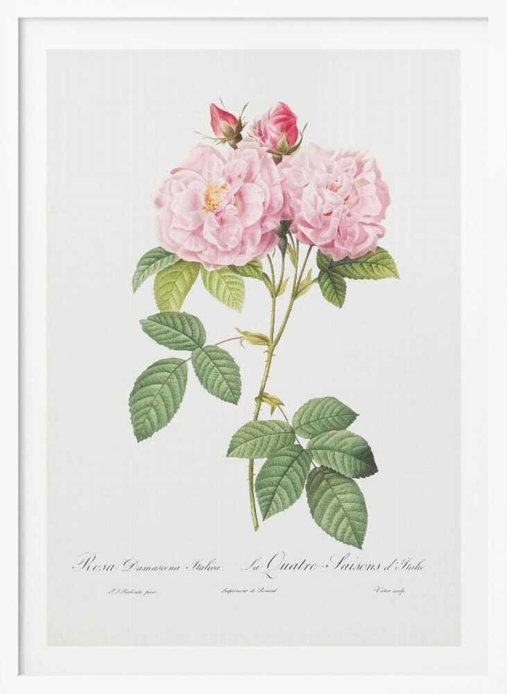 Rosa Bifera Officinalis, Les Roses (1817–1824) - Poster / Art Print