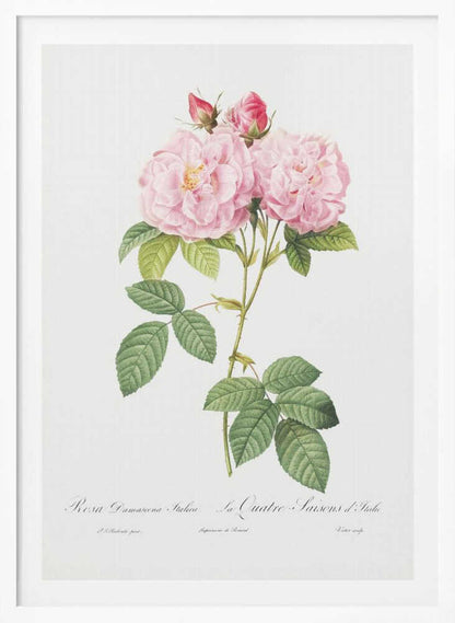 Rosa Bifera Officinalis, Les Roses (1817–1824) - Poster / Art Print