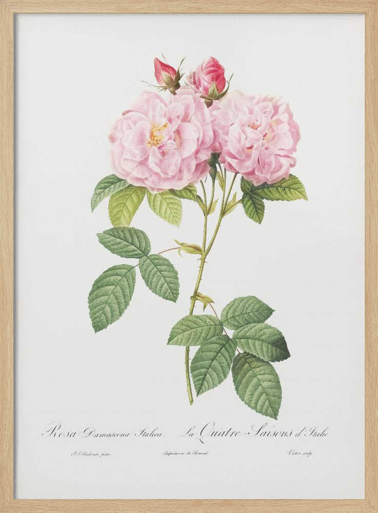 Rosa Bifera Officinalis, Les Roses (1817–1824) - Poster / Art Print