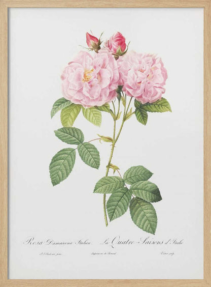 Rosa Bifera Officinalis, Les Roses (1817–1824) - Poster / Art Print