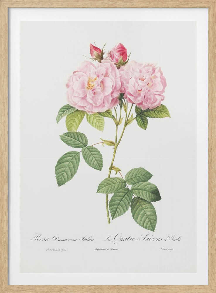 Rosa Bifera Officinalis, Les Roses (1817–1824) - Poster / Art Print
