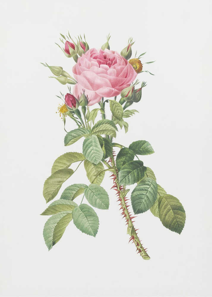 Rosa Bifera Macrocarpa, Les Roses (1817–1824) - Poster / Art Print