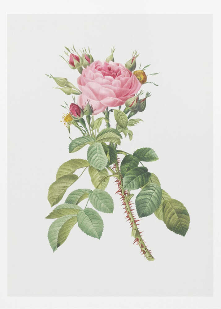 Rosa Bifera Macrocarpa, Les Roses (1817–1824) - Poster / Art Print