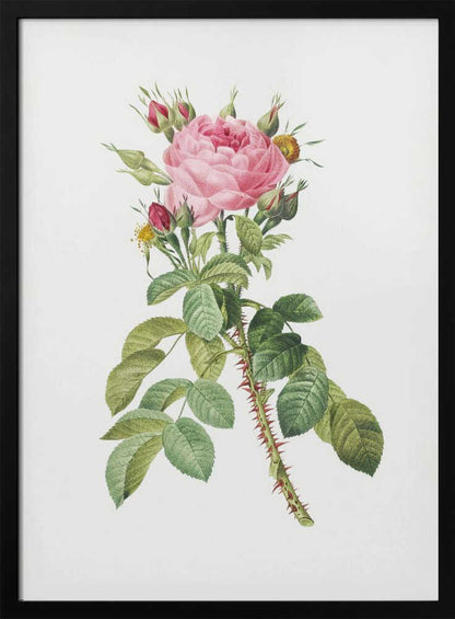 Rosa Bifera Macrocarpa, Les Roses (1817–1824) - Poster / Art Print