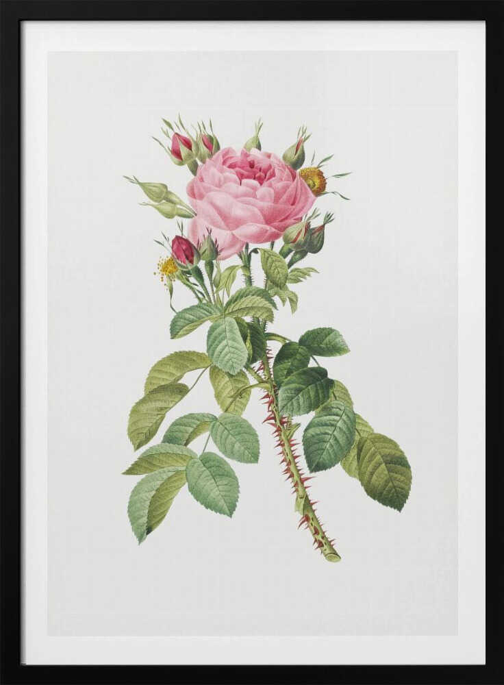 Rosa Bifera Macrocarpa, Les Roses (1817–1824) - Poster / Art Print