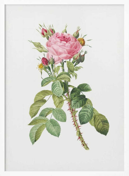 Rosa Bifera Macrocarpa, Les Roses (1817–1824) - Poster / Art Print
