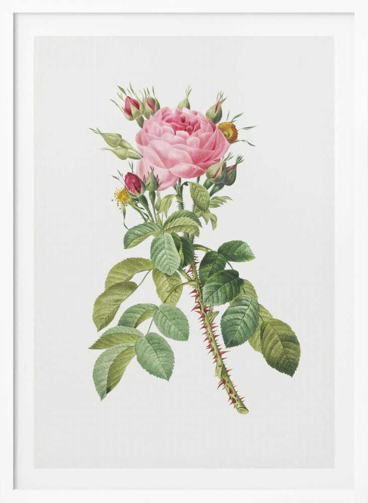 Rosa Bifera Macrocarpa, Les Roses (1817–1824) - Poster / Art Print