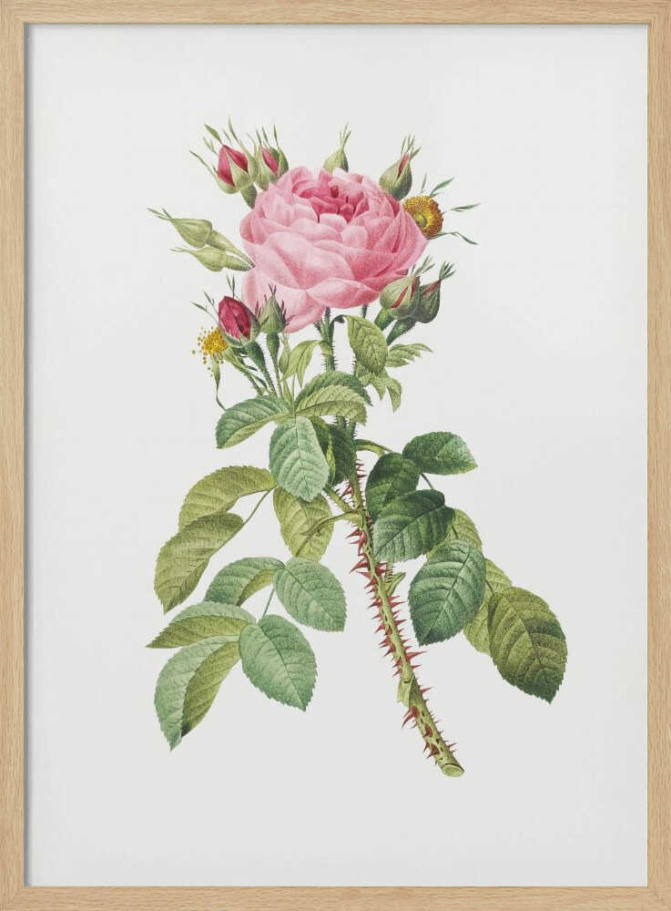Rosa Bifera Macrocarpa, Les Roses (1817–1824) - Poster / Art Print