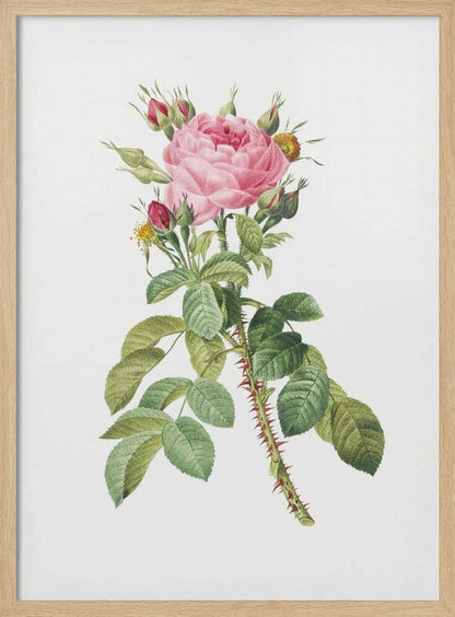 Rosa Bifera Macrocarpa, Les Roses (1817–1824) - Poster / Art Print
