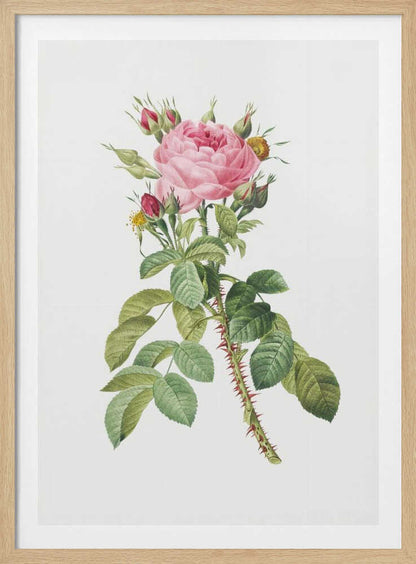 Rosa Bifera Macrocarpa, Les Roses (1817–1824) - Poster / Art Print
