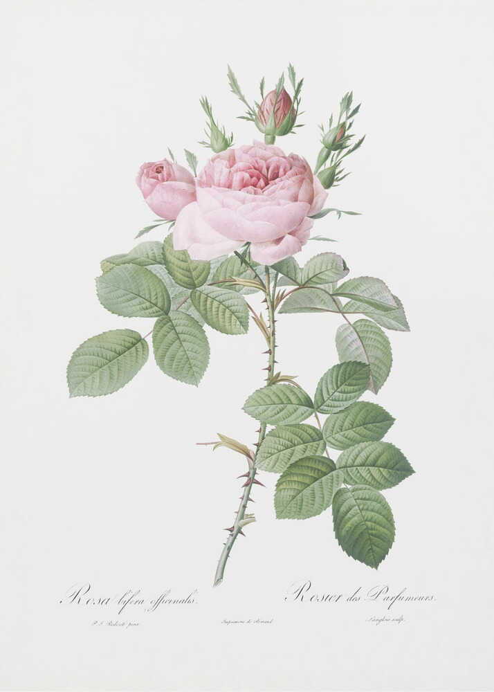 Rosa Bifera Officinalis,les Roses (1817–1824) - Poster / Art Print