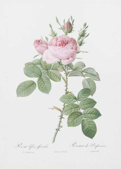 Rosa Bifera Officinalis,les Roses (1817–1824) - Poster / Art Print