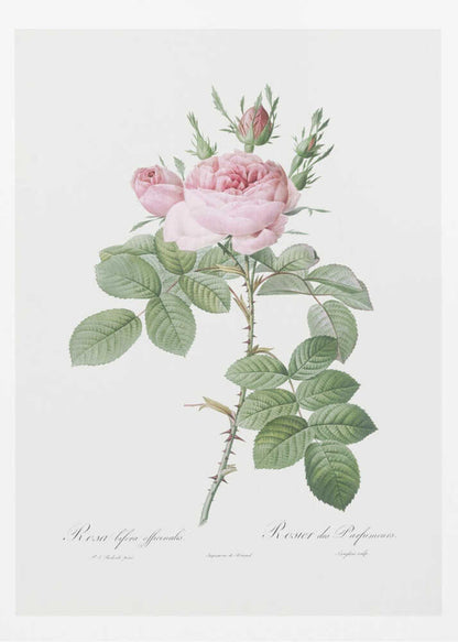 Rosa Bifera Officinalis,les Roses (1817–1824) - Poster / Art Print