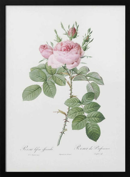 Rosa Bifera Officinalis,les Roses (1817–1824) - Poster / Art Print