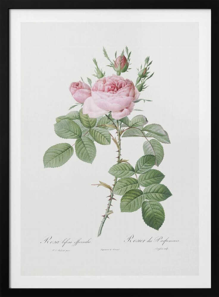 Rosa Bifera Officinalis,les Roses (1817–1824) - Poster / Art Print