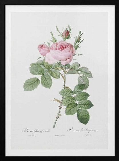 Rosa Bifera Officinalis,les Roses (1817–1824) - Poster / Art Print