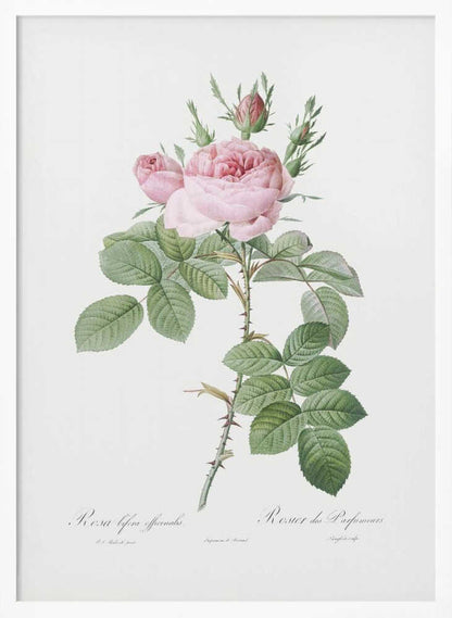 Rosa Bifera Officinalis,les Roses (1817–1824) - Poster / Art Print
