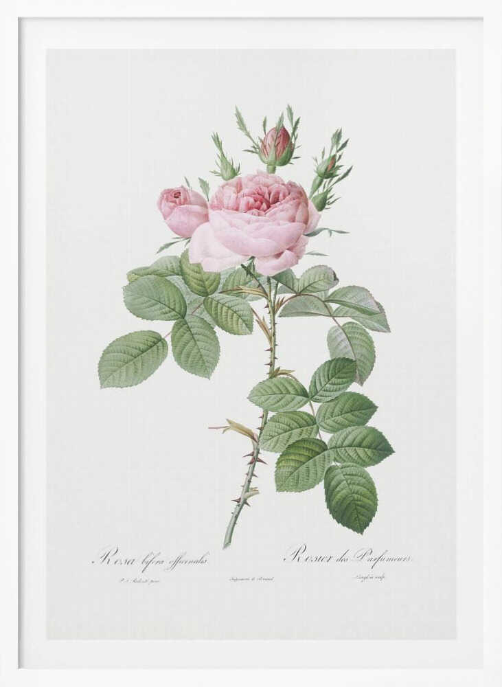 Rosa Bifera Officinalis,les Roses (1817–1824) - Poster / Art Print