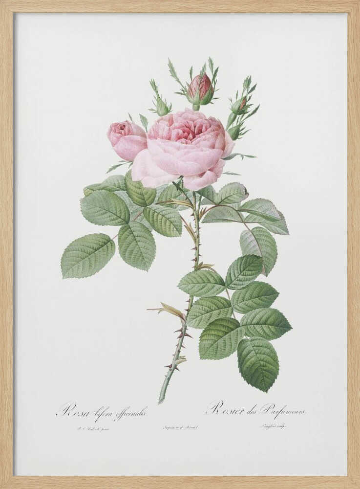 Rosa Bifera Officinalis,les Roses (1817–1824) - Poster / Art Print