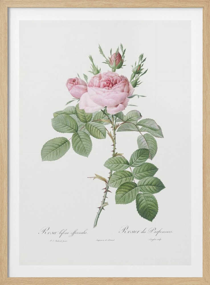 Rosa Bifera Officinalis,les Roses (1817–1824) - Poster / Art Print